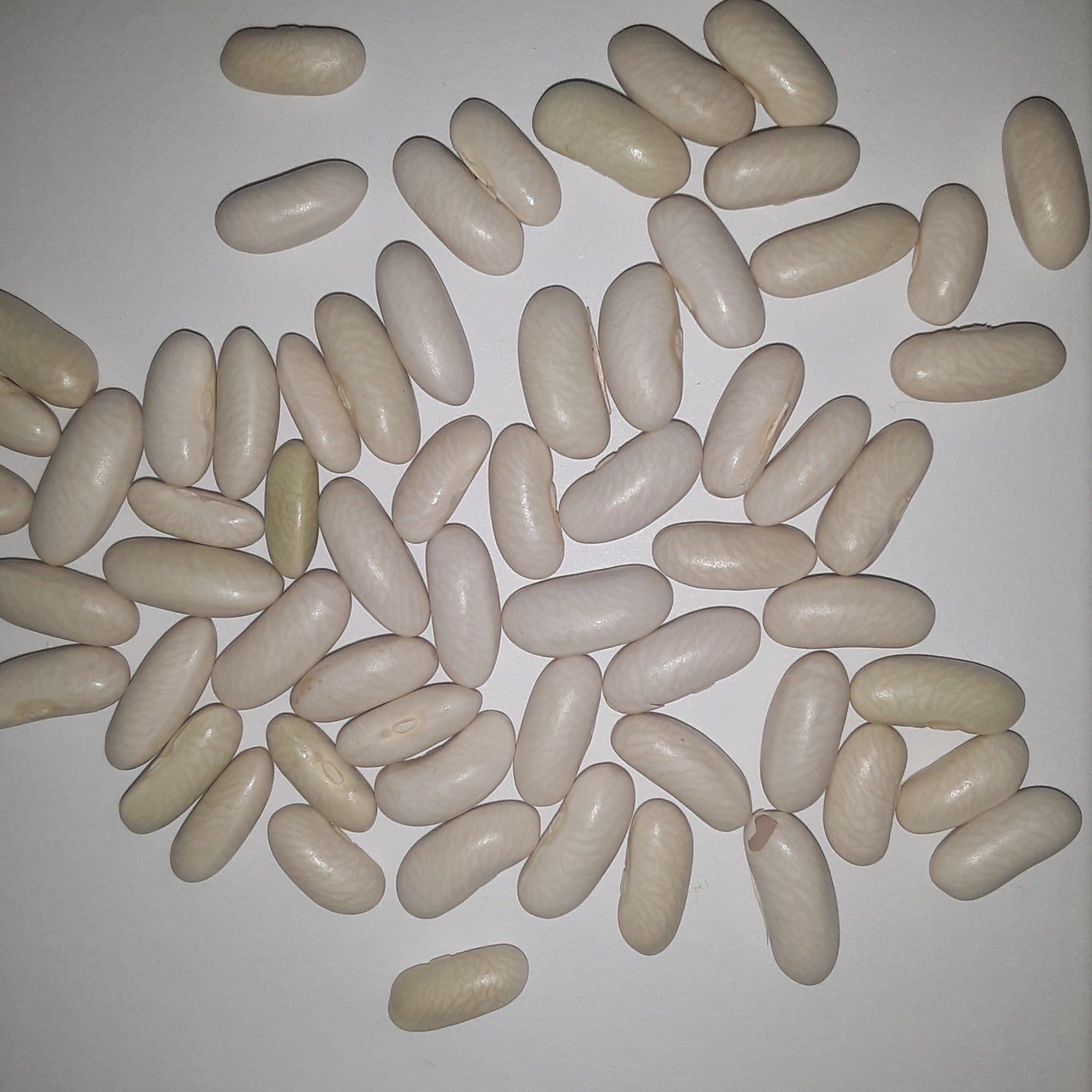Strike Bush Green Bean Untreated and Treated Seeds