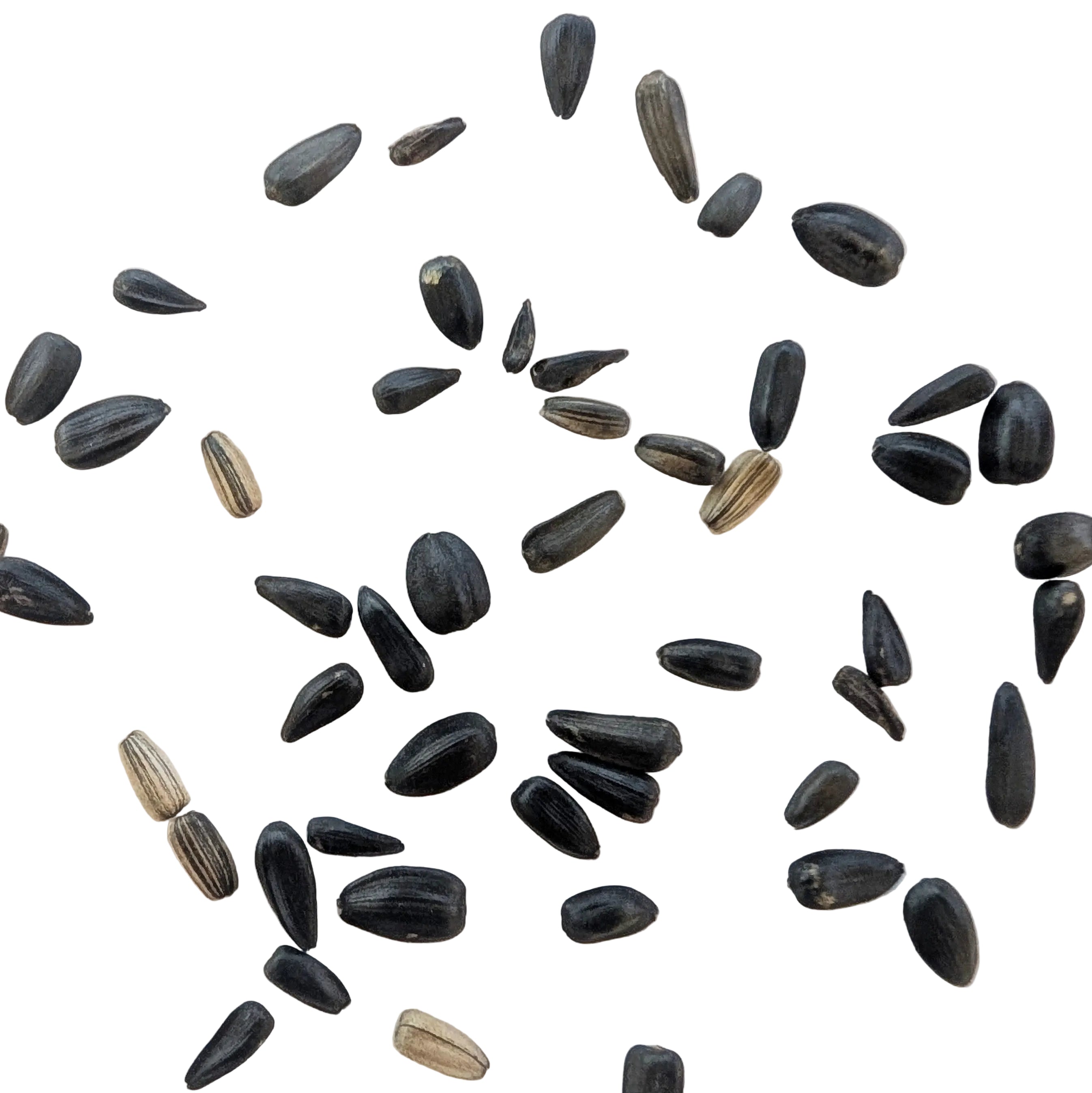 Summer Breeze Branching Sunflower Seed