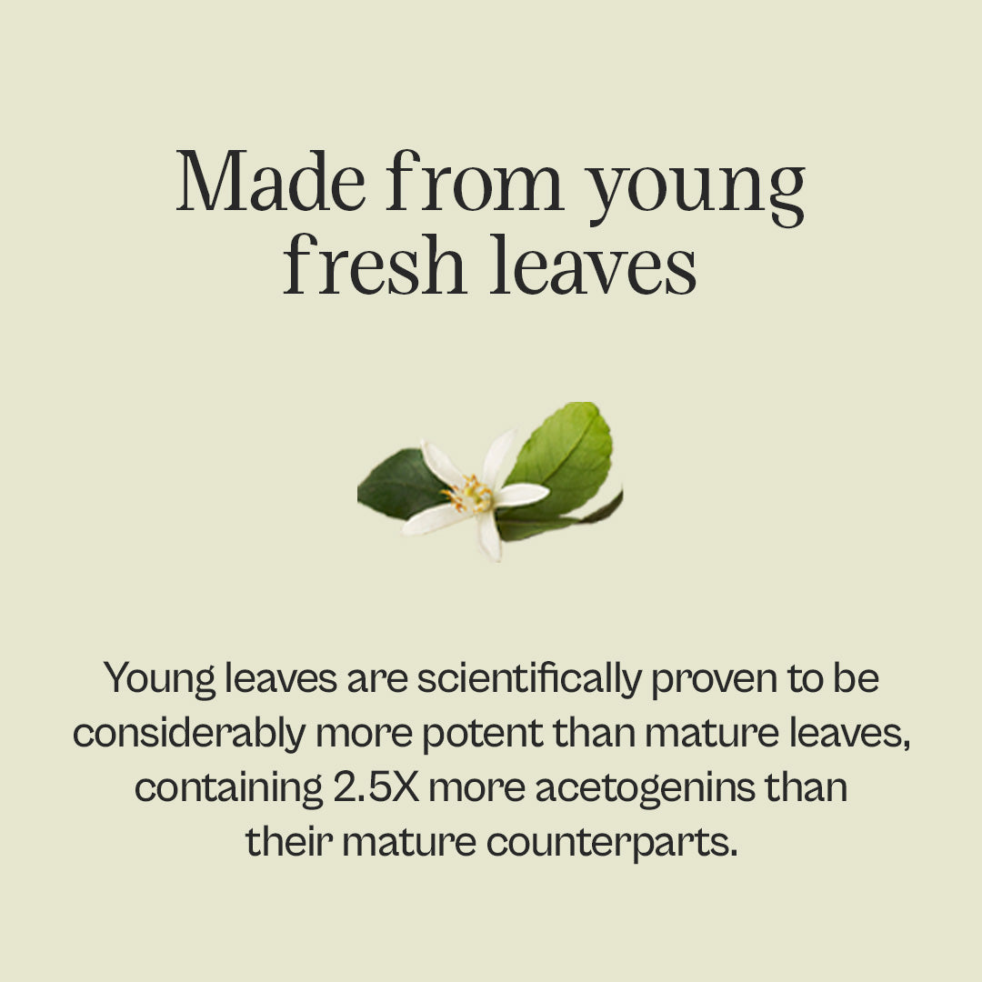 Graviola Leaf Tincture