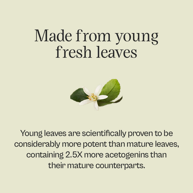 Graviola Leaf Tincture