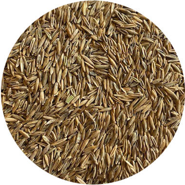 TLC Plus Turf Tall Fescue