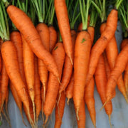 Tendersweet Carrot Seeds