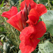 The President Canna Lily Bulbs