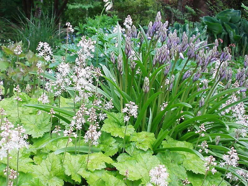 20 HEARTLEAF FOAMFLOWER White & Pink Tiarella Wherryi Coolwort Flower Seeds