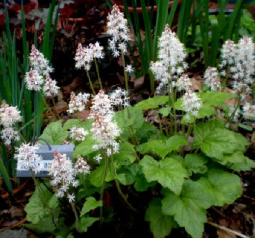 20 HEARTLEAF FOAMFLOWER White & Pink Tiarella Wherryi Coolwort Flower Seeds