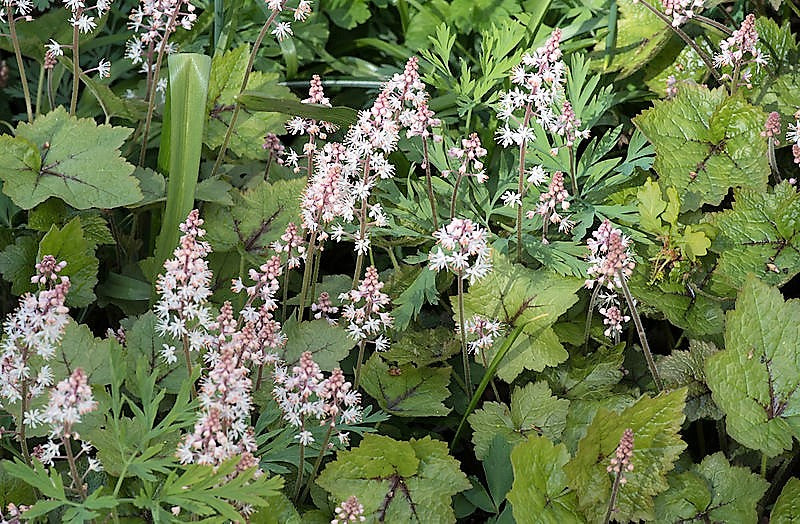20 HEARTLEAF FOAMFLOWER White & Pink Tiarella Wherryi Coolwort Flower Seeds
