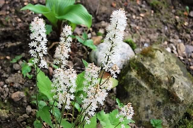 20 HEARTLEAF FOAMFLOWER White & Pink Tiarella Wherryi Coolwort Flower Seeds