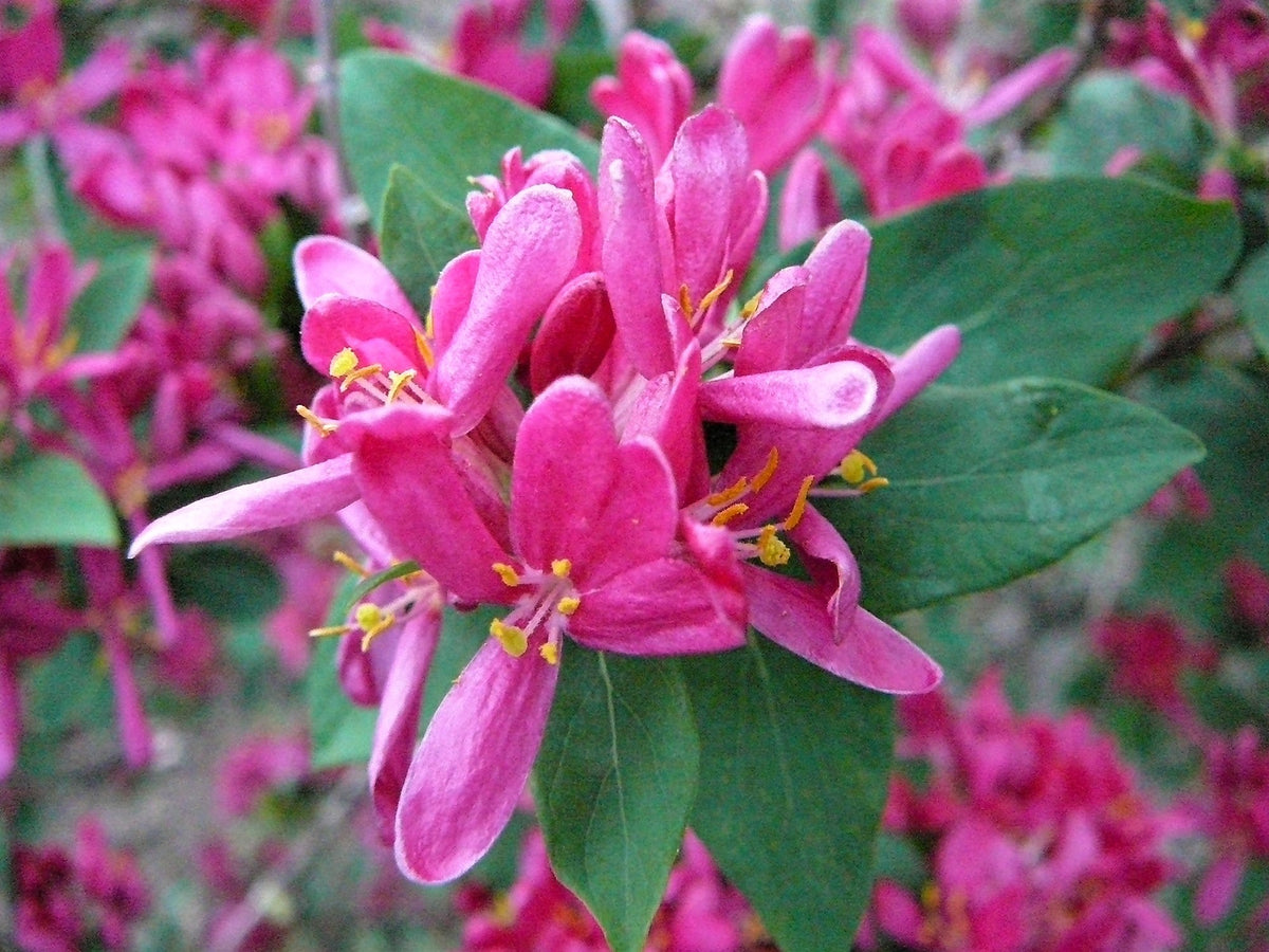 50 Tatarian Asian HONEYSUCKLE Lonicera Tatarica Pink Flower Shrub Bush Seeds