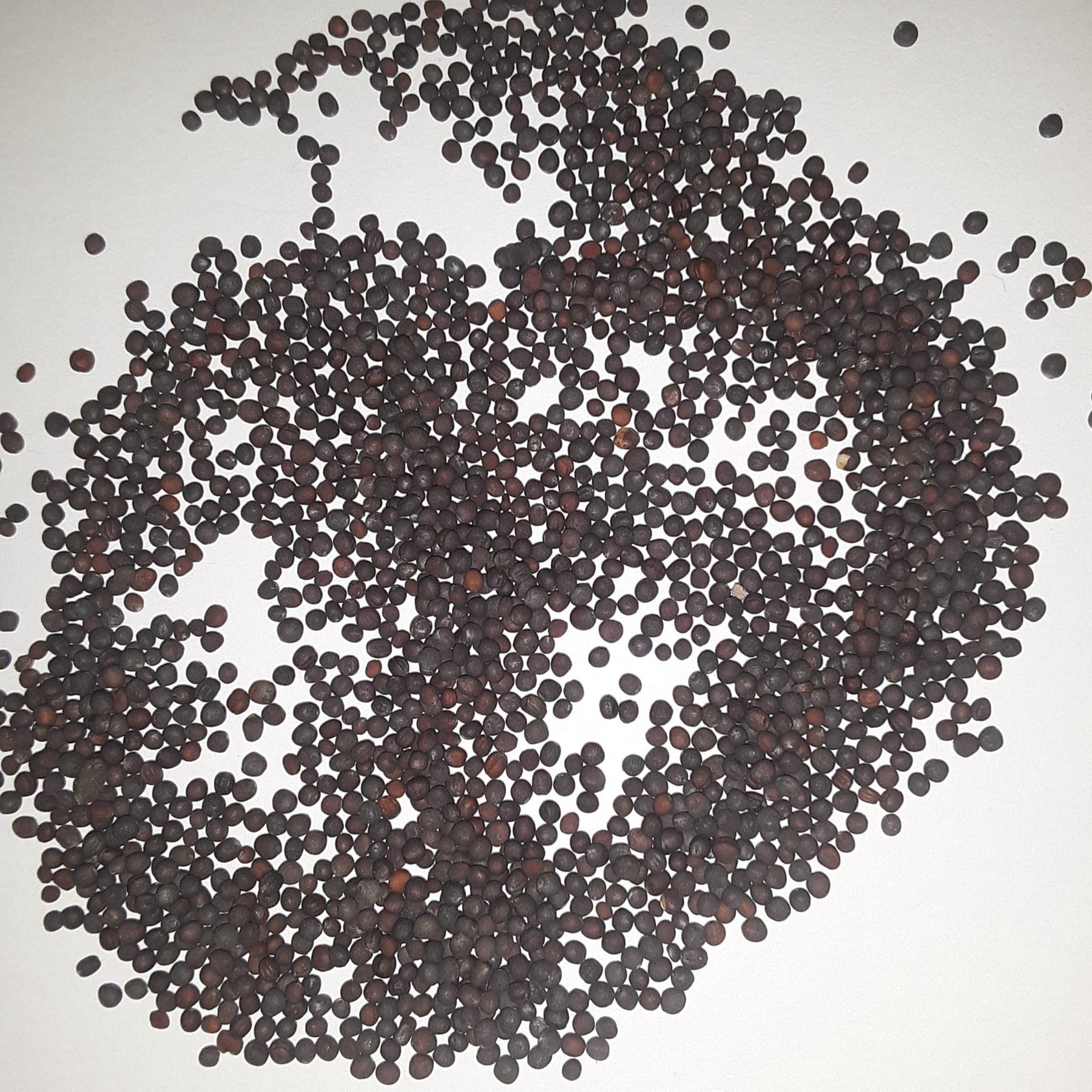 White Egg Heirloom Turnip Seeds