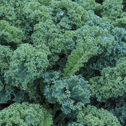 Kale Vates Seeds