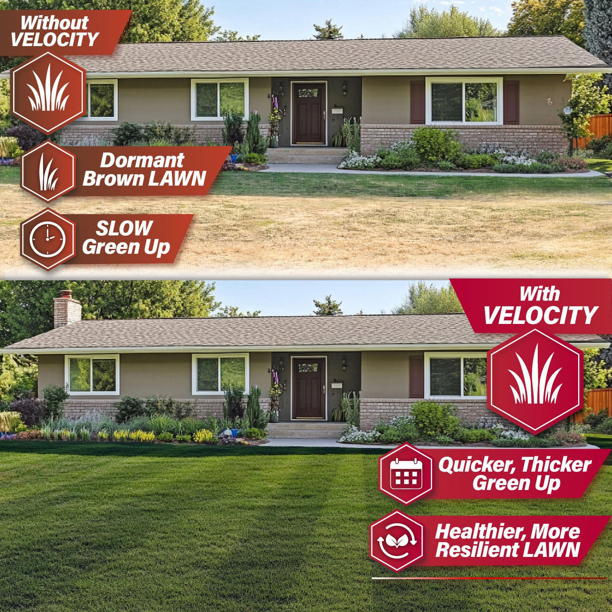 Velocity Perennial Rye Grass Seed