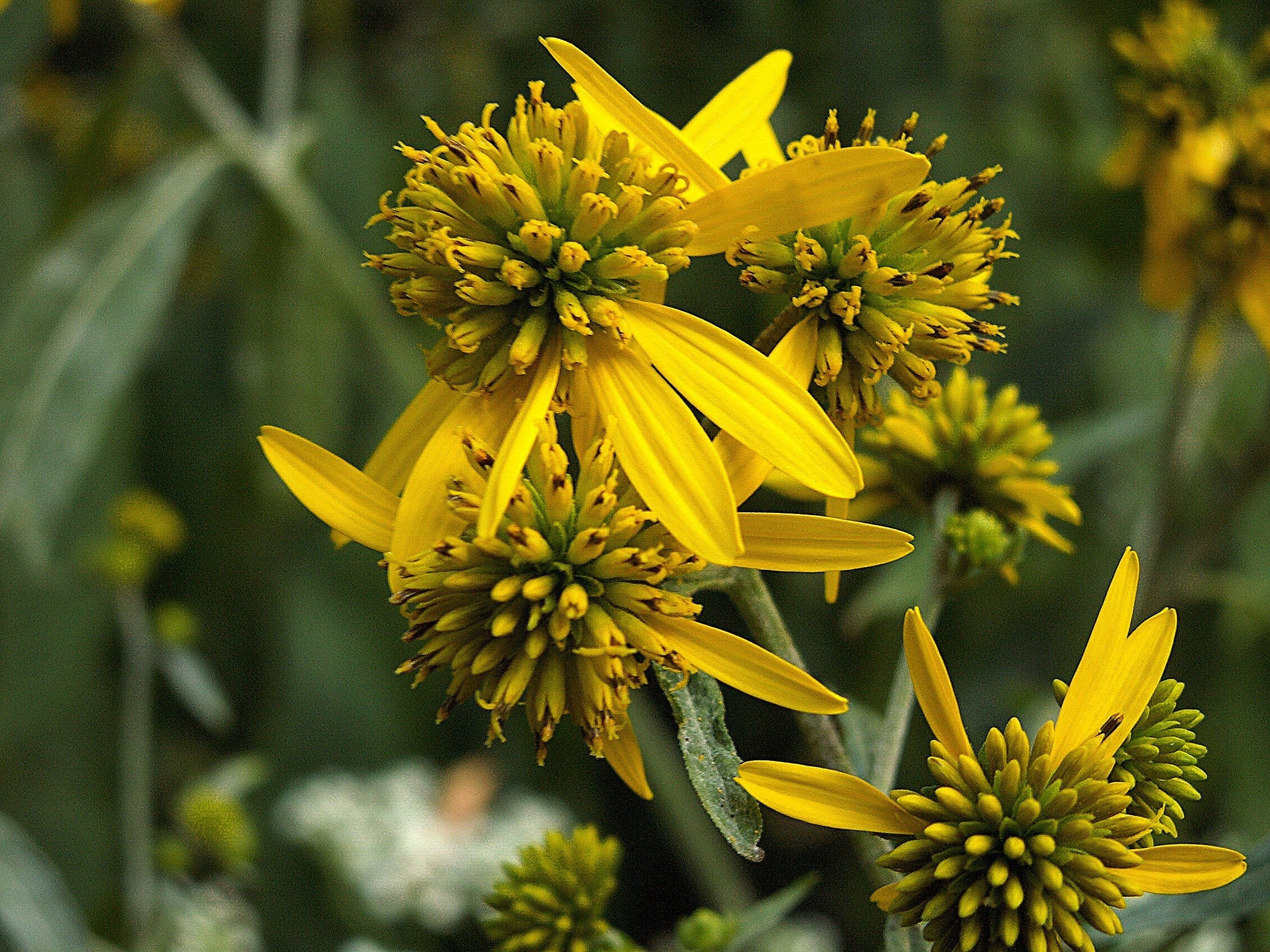 250 Wingstem / YELLOW IRONWEED Verbesina Alternifolia Flower Seeds