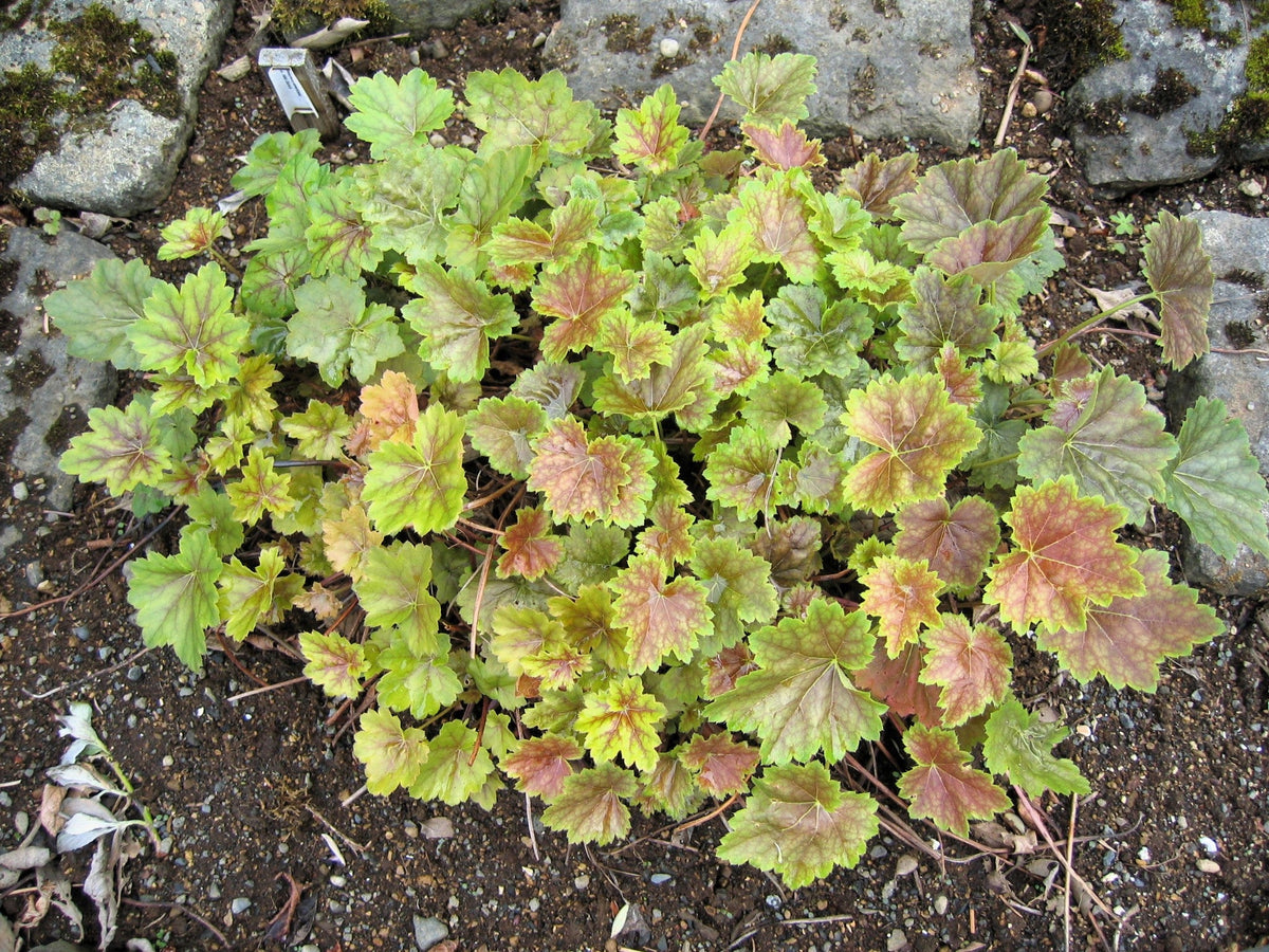 50 HEUCHERA Americana CORAL BELLS Dale's Strain American Alumroot Flower Seeds