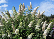 50 WHITE BUTTERFLY BUSH Buddleja Davidii Flower Seeds