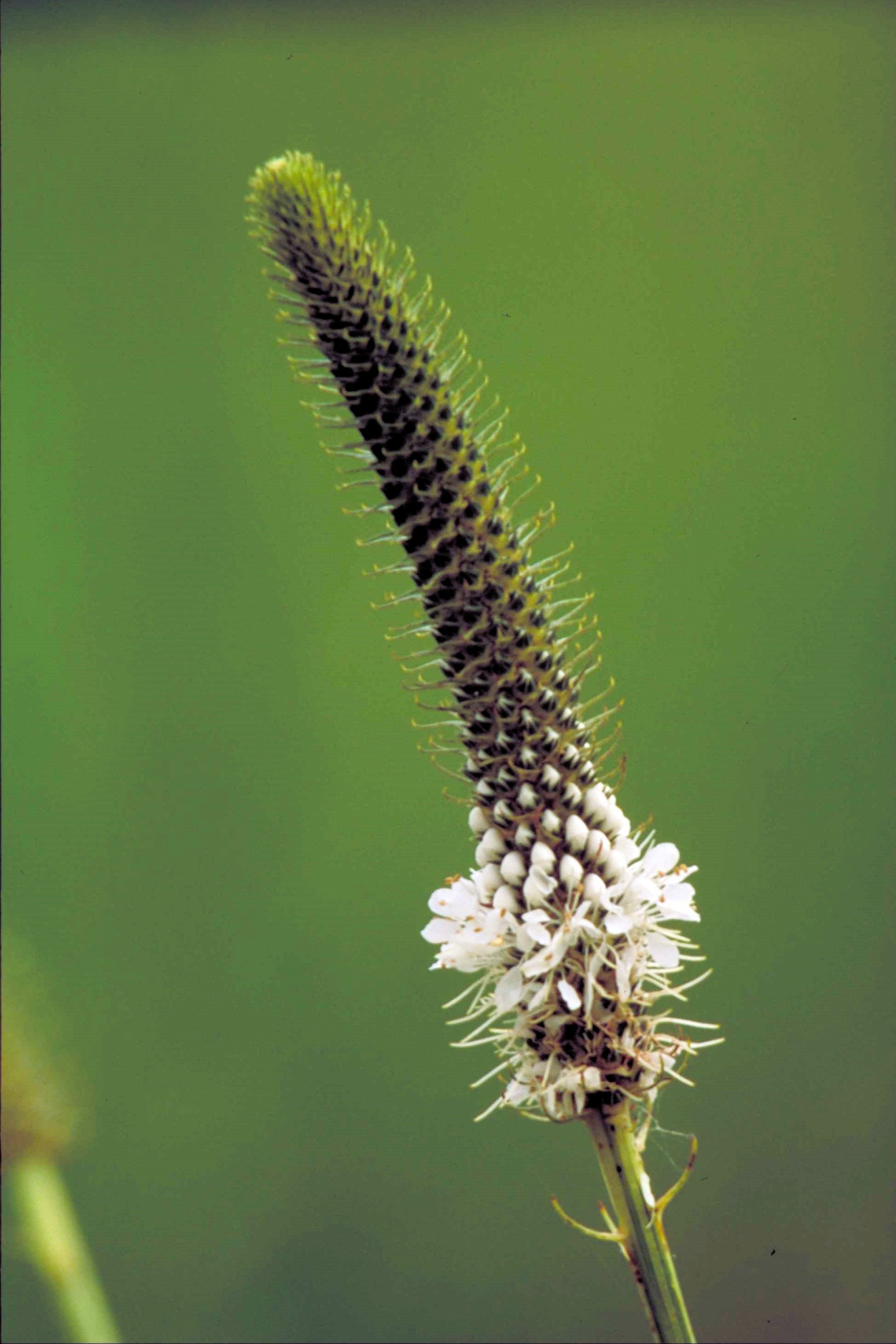 1000 WHITE PRAIRIE CLOVER Dalea Candida Flower Seeds