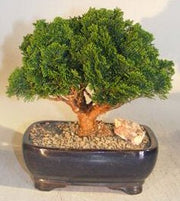 Hinoki Cypress Bonsai Tree Evergreen Conifer - Medium (chamecyparis)