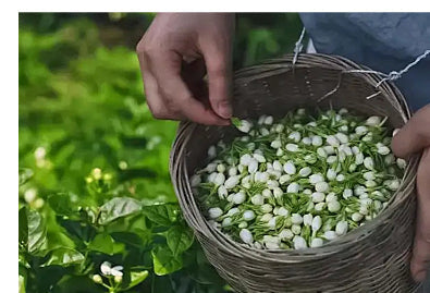 Bulk Dried Jasmine Tea – Whole Jasmine Flowers (500g–1000g)