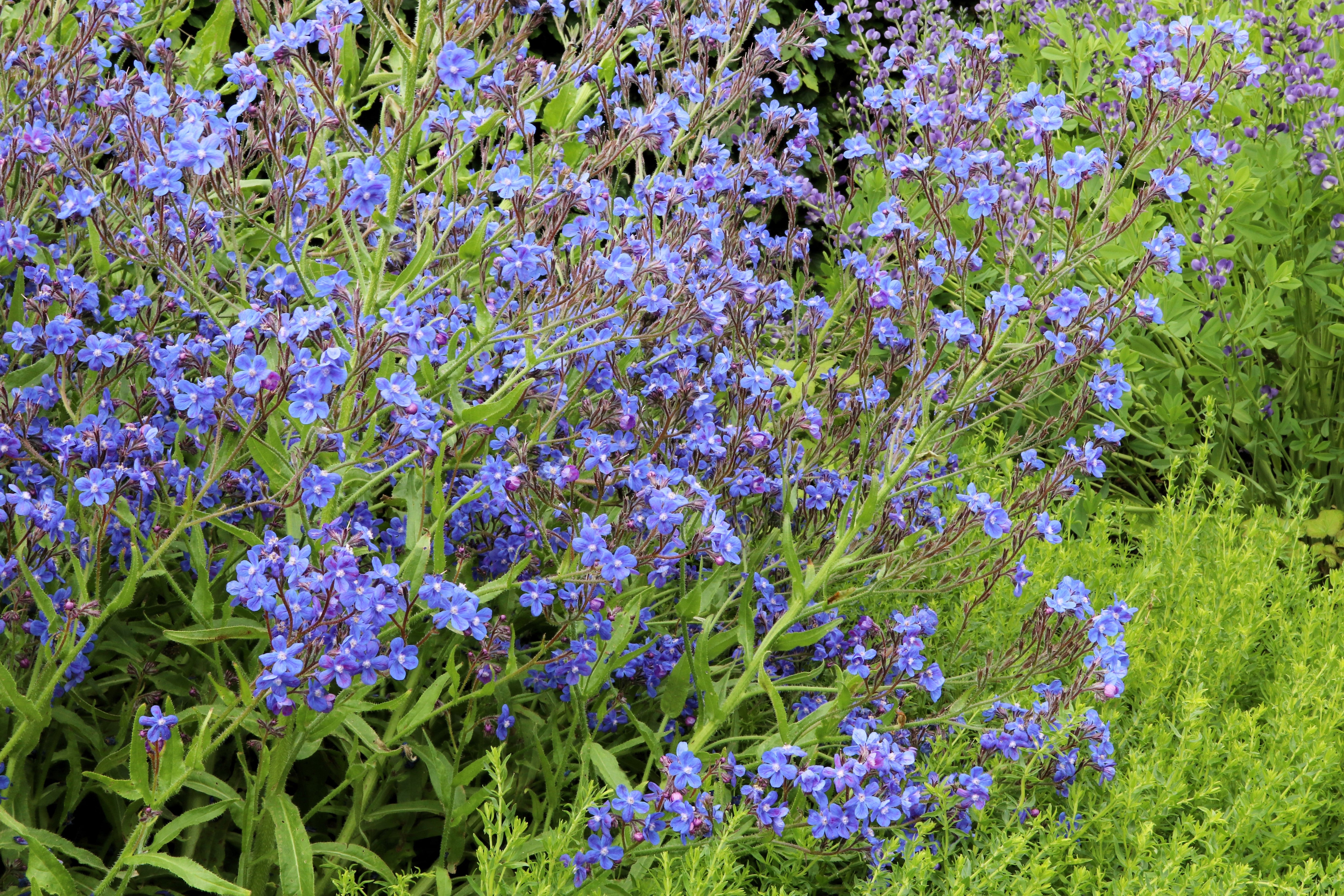 100 BLUE ITALIAN ALKANET Anchusa Capensis Flower Seeds