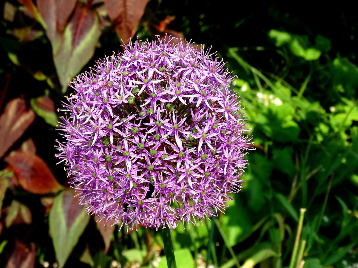 20 STAR OF PERSIA ALLIUM Christophii Silvery Amethyst Purple Flower Seeds
