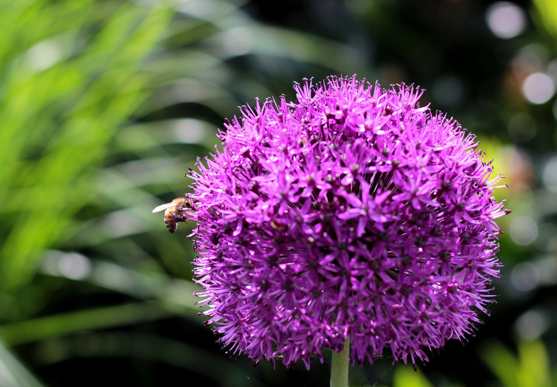 20 STAR OF PERSIA ALLIUM Christophii Silvery Amethyst Purple Flower Seeds