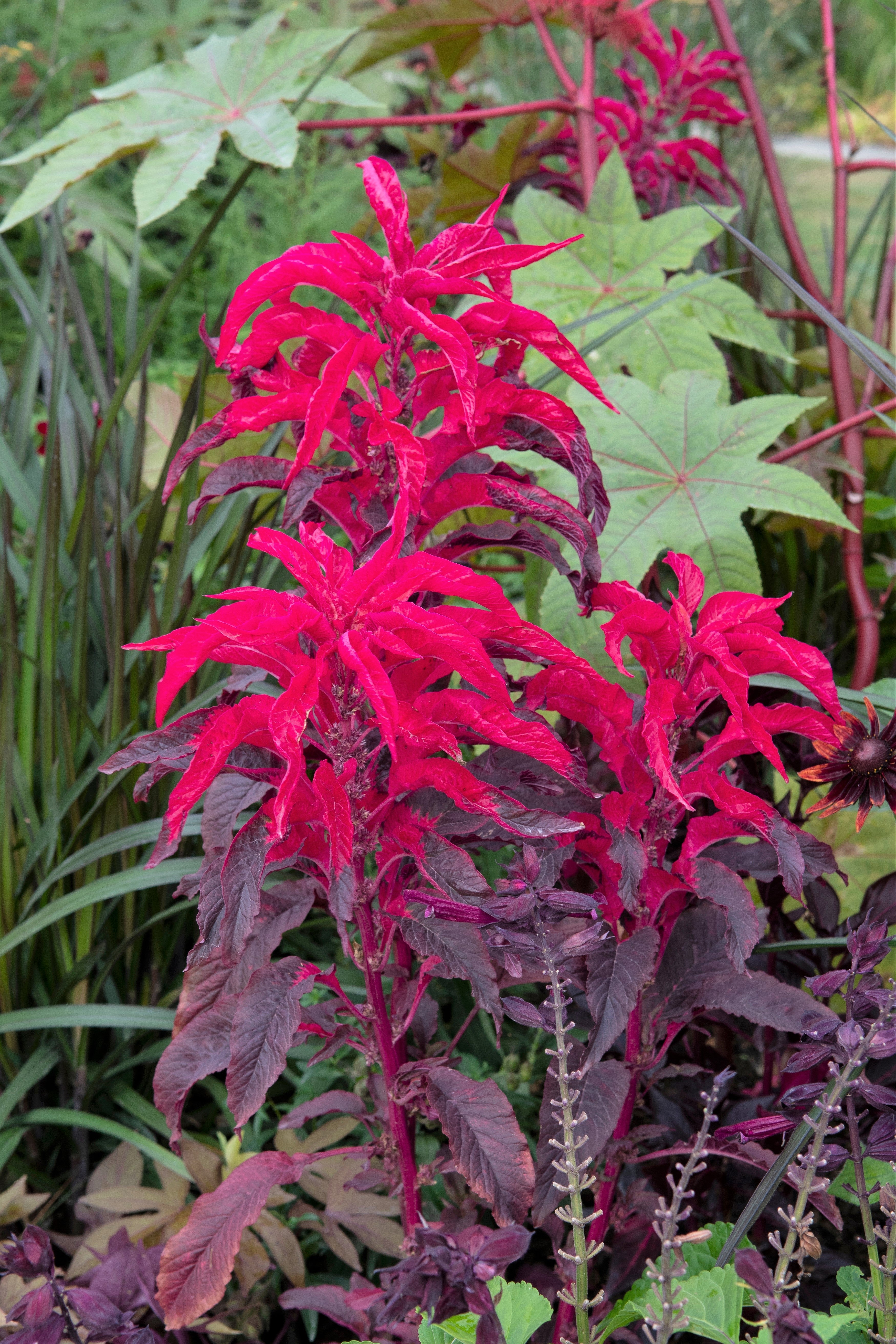 100 Tricolor EARLY SPLENDOR AMARANTHUS Hypochondricus Flower Seeds