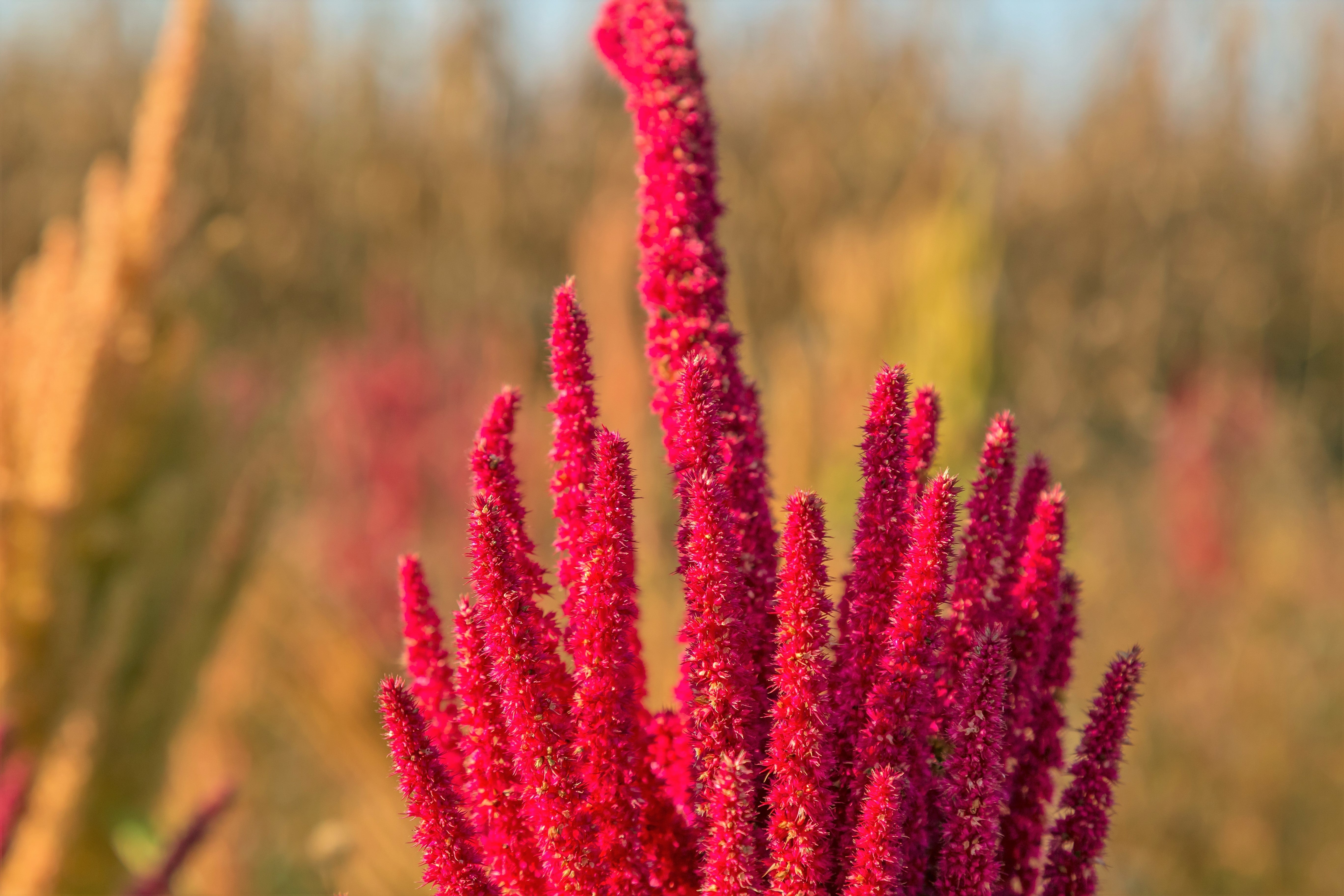 100 Tricolor EARLY SPLENDOR AMARANTHUS Hypochondricus Flower Seeds