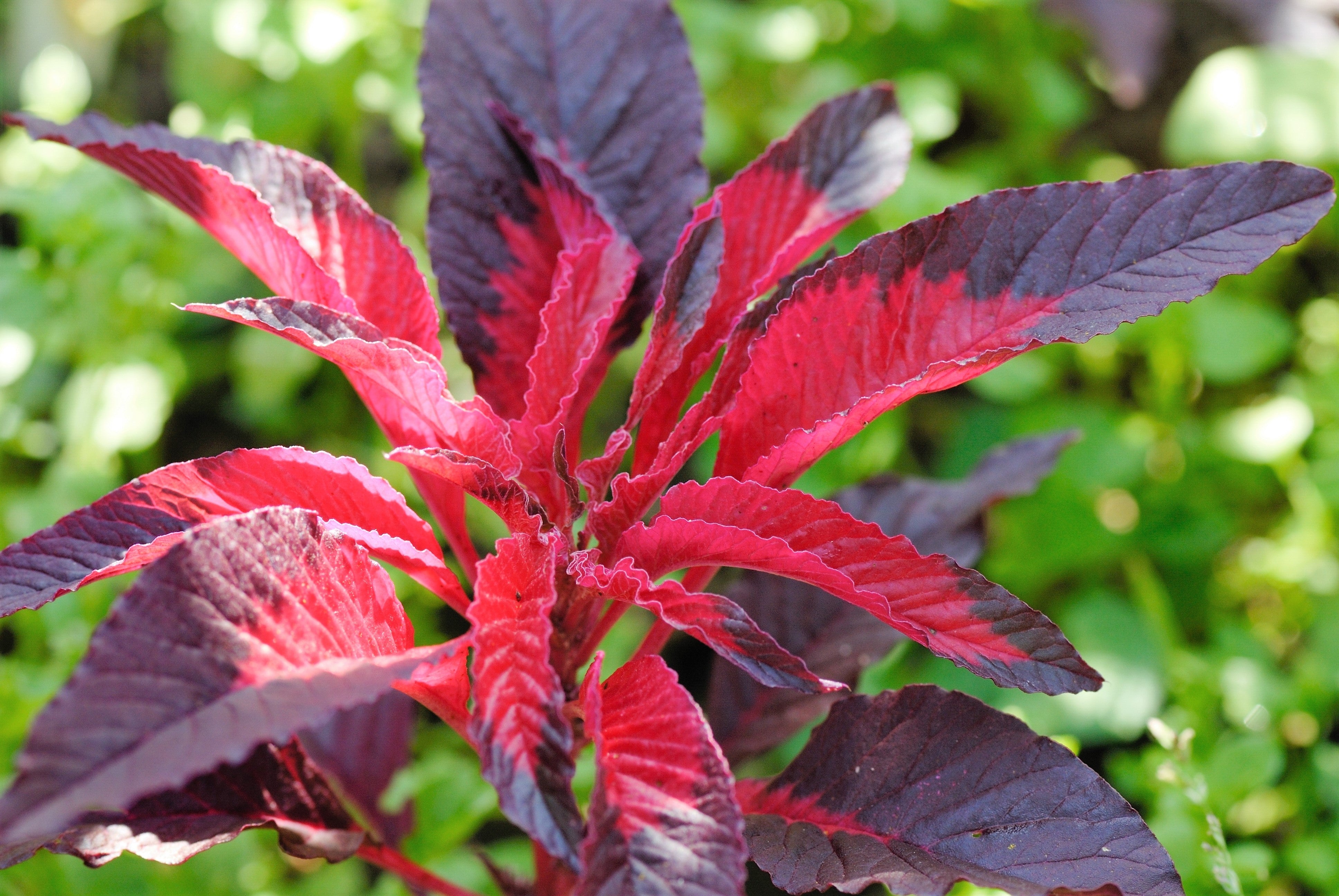 100 Tricolor EARLY SPLENDOR AMARANTHUS Hypochondricus Flower Seeds
