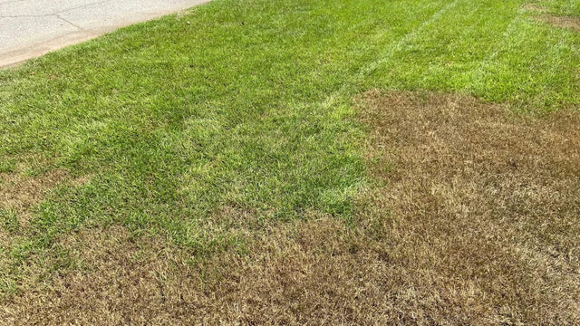 Acelepryn G Insecticide - Granular Grub & Armyworm Control