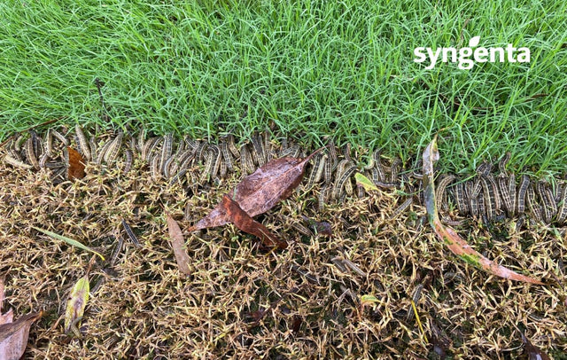 Acelepryn G Insecticide - Granular Grub & Armyworm Control