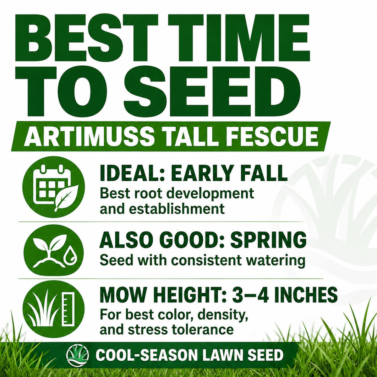Artimuss Tall Fescue Grass Seed