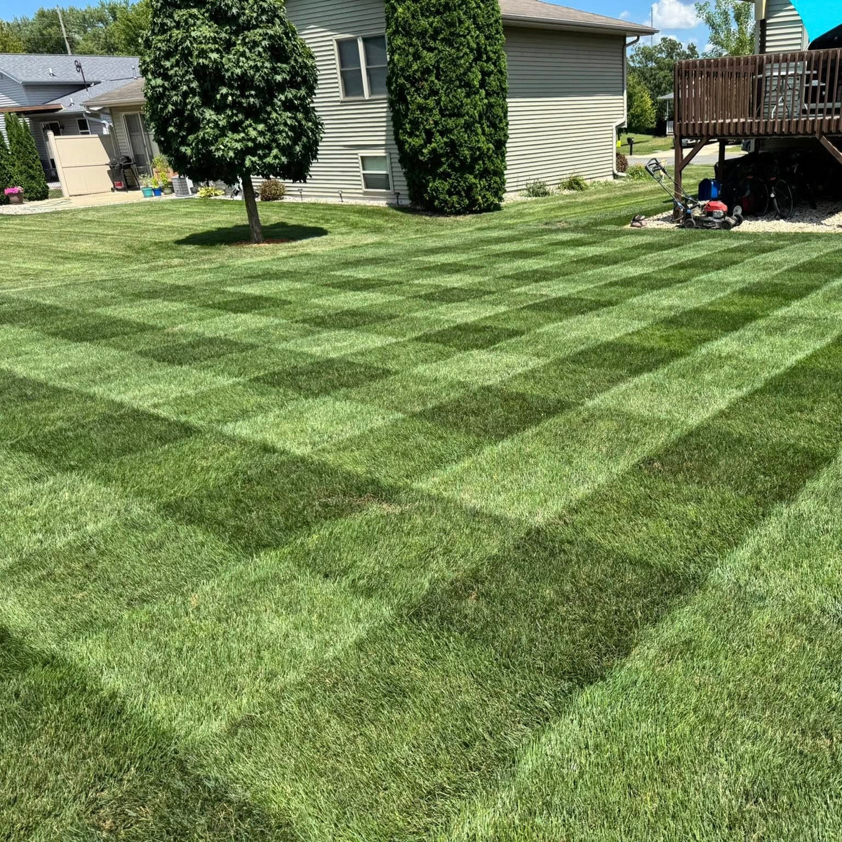 Artimuss Tall Fescue Grass Seed