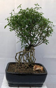 Chinese Flowering White Serissa Bonsai Tree, Tree of a Thousand