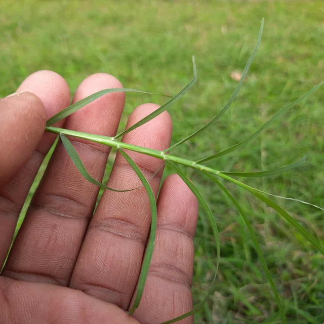 Fusilade II Turf and Ornamental Herbicide