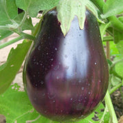 Black Beauty Heirloom Egg Plant Seeds