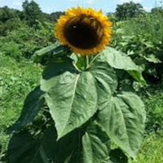 Black Russian Sunflower Seeds