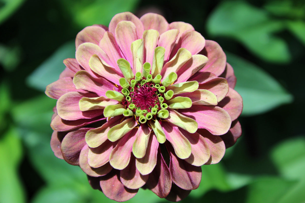 20 Organic QUEENY LIME MIX ZINNIA Elegans Mixed Colors Red Orange Yellow Pink Green Queen Flower Seeds