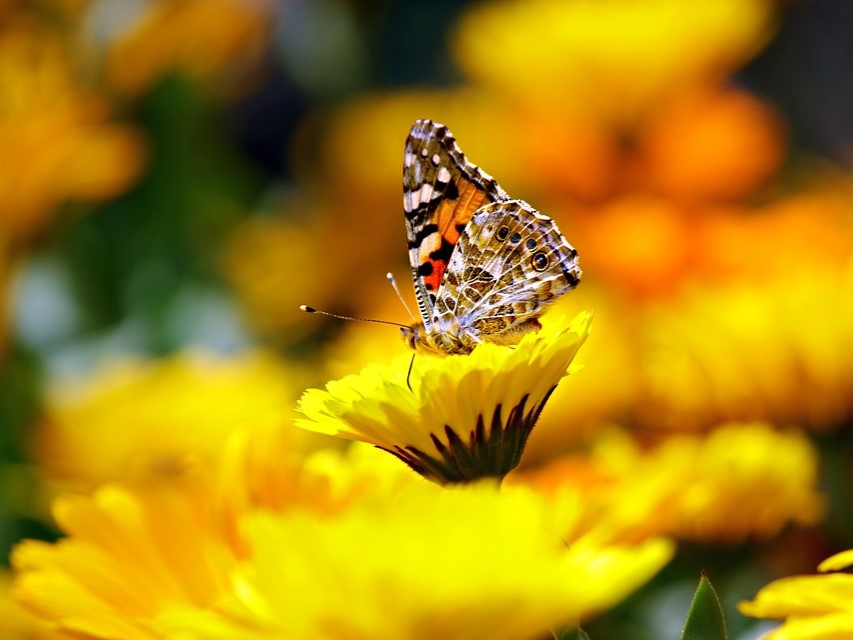 250 YELLOW DAISY Chrysanthemum Multicaule Mini Marguerite Flower Seeds
