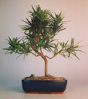 Flowering Podocarpus Bonsai Tree "curved" - Medium (podocarpus)