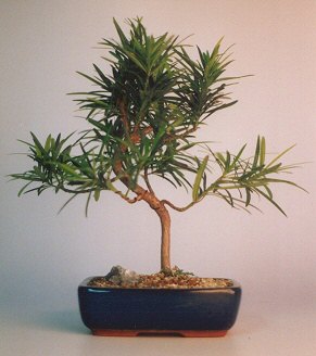Flowering Podocarpus Bonsai Tree "curved" - Medium (podocarpus)