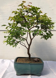 Flowering Jaboticaba Bonsai Tree - Large (eugenia cauliflora)