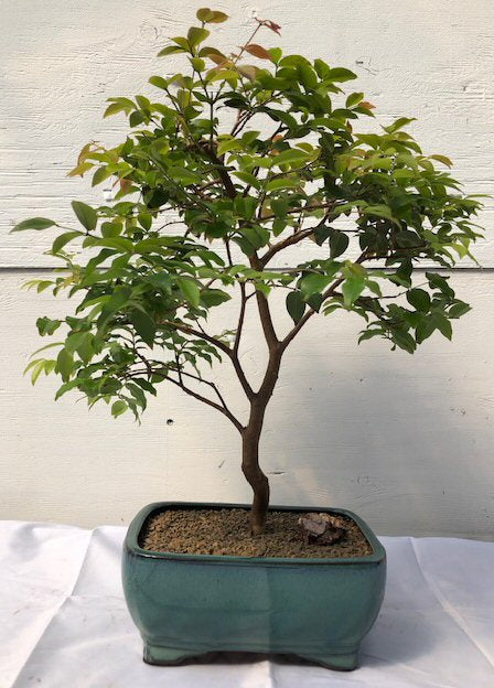 Flowering Jaboticaba Bonsai Tree - Large (eugenia cauliflora)