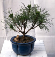 Small Pine Bonsai Tree