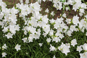 500 White PEACH LEAVED BELLFLOWER Campanula Persicifolia Flower Seeds