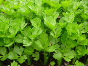 2000 CUTTING LEAF CELERY Apium Graveolens Soup Vegetable Herb Seeds