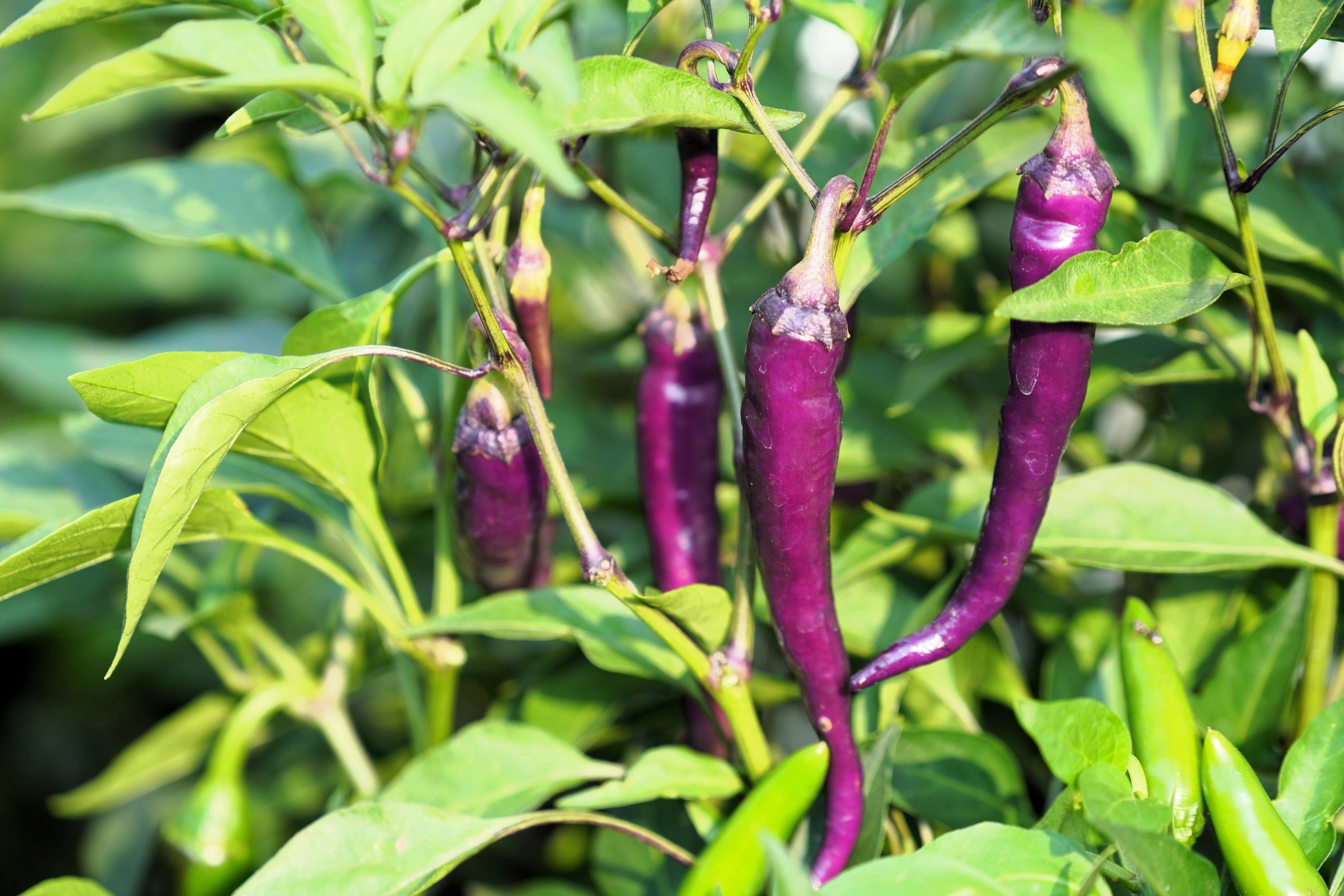 100 MIXED CAYENNE PEPPER Hot Yellow Purple Orange Red Green Capsicum Vegetable Seeds