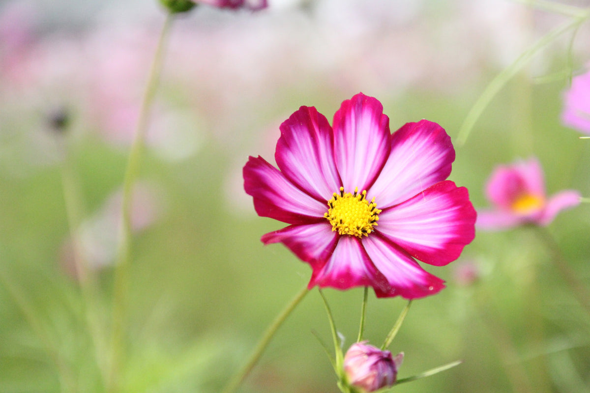 300 CANDY STRIPE COSMOS Bipinnatus Pink White Flower Seeds