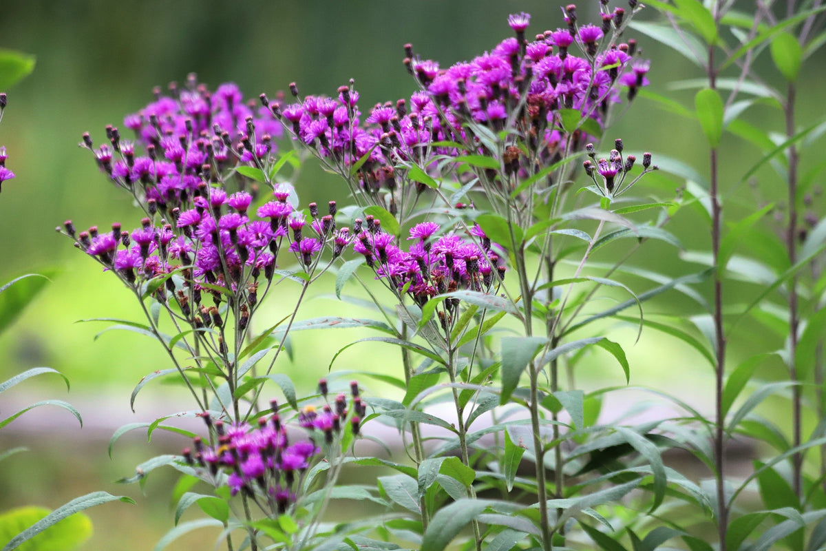 100 MISSOURI IRONWEED Monarch Flower Native Purple Vernonia Missurica Seeds