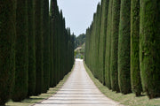 20 MEDITERRANEAN CYPRESS TREE Italian Pencil Pine Cedar Cupressus Sempervirens Stricta Seeds