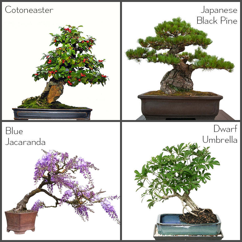 Starter Bonsai Seeds Kit - 4 Species