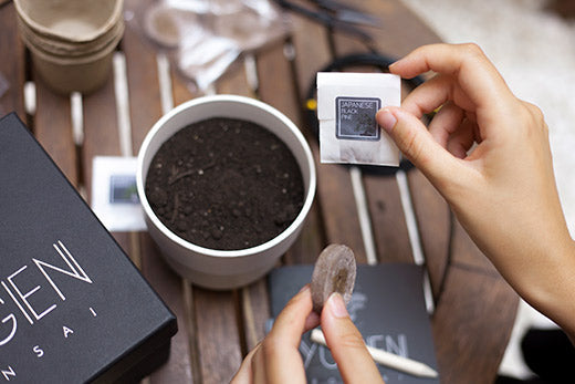 Starter Bonsai Seeds Kit - 4 Species